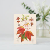 Botanische afdruk - Rode Mapel (acer rubrum) Briefkaart (Staand voorkant)