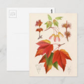 Botanische afdruk - Rode Mapel (acer rubrum) Briefkaart (Voorkant / Achterkant)