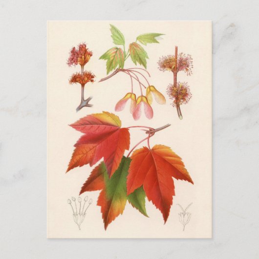 Botanische afdruk - Rode Mapel (acer rubrum) Briefkaart (Voorkant)