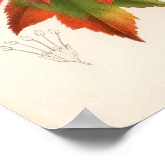 Botanische afdruk - Rode Mapel (acer rubrum) Poster (Hoek)