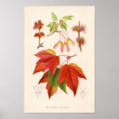 Botanische afdruk - Rode Mapel (acer rubrum) Poster (Voorkant)