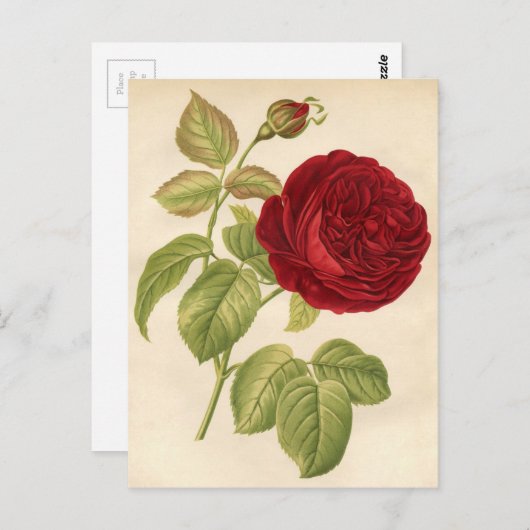 botanische afdruk - rode roze briefkaart (Voorkant / Achterkant)