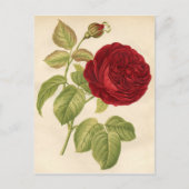  botanische afdruk - rode roze briefkaart (Voorkant)