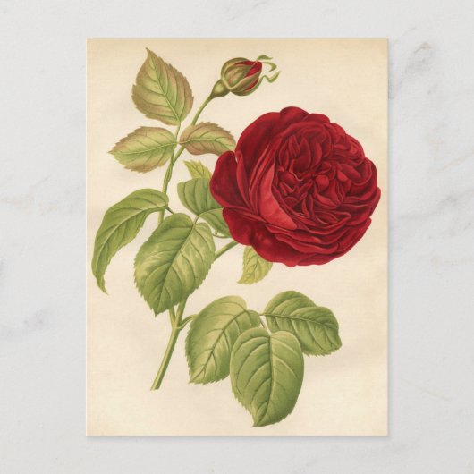 botanische afdruk - rode roze briefkaart (Voorkant)