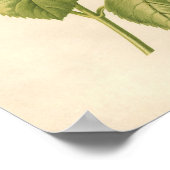  botanische afdruk - rode roze poster (Hoek)