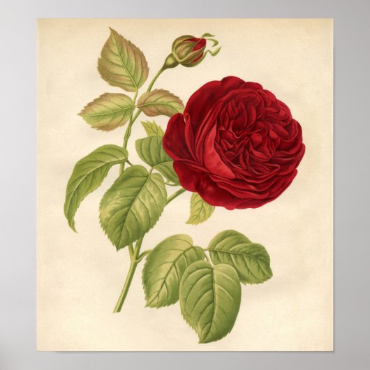  botanische afdruk - rode roze poster (Voorkant)