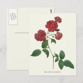 Botanische afdruk  rode rozen briefkaart (Voorkant / Achterkant)