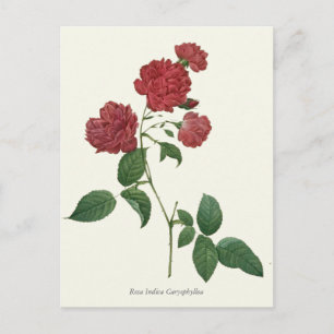 Botanische afdruk rode rozen briefkaart