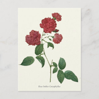 Botanische afdruk rode rozen briefkaart