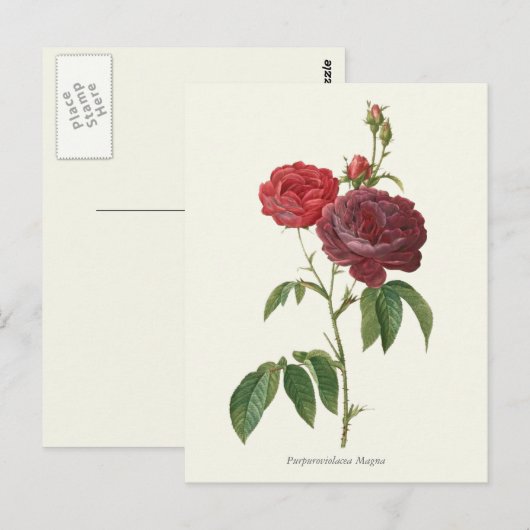 Botanische afdruk rode rozen briefkaart (Voorkant / Achterkant)