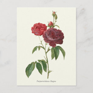 Botanische afdruk  rode rozen briefkaart