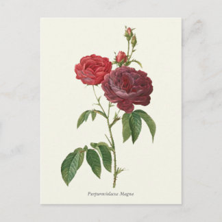 Botanische afdruk rode rozen briefkaart