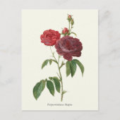 Botanische afdruk rode rozen briefkaart (Voorkant)