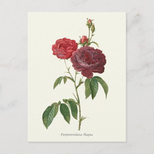 Botanische afdruk  rode rozen briefkaart (Voorkant)