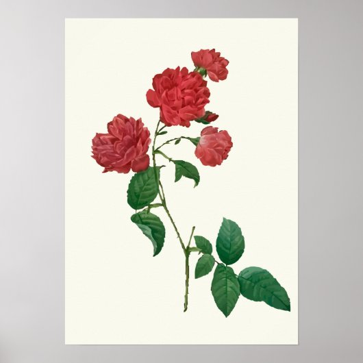 Botanische afdruk  rode rozen poster (Voorkant)