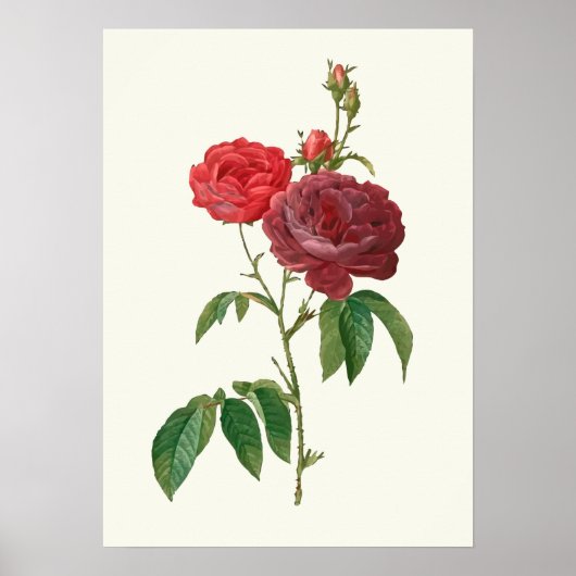 Botanische afdruk rode rozen poster (Voorkant)