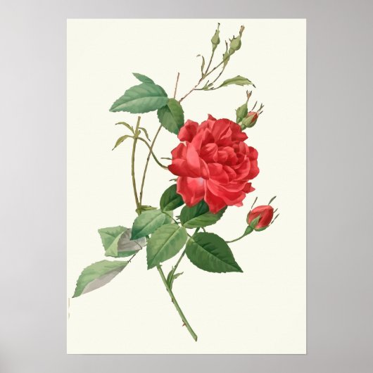 Botanische afdruk rode rozen poster (Voorkant)