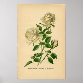 Botanische afdruk - Roos Bourbon Poster