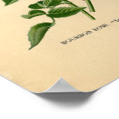 Botanische afdruk - Roos Bourbon Poster (Hoek)