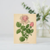 Botanische afdruk - Roos thee Briefkaart (Staand voorkant)
