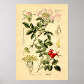 Botanische afdruk - Roos van de hond (Rosa Canina) Poster (Voorkant)
