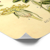 Botanische afdruk - Roos van de hond (Rosa Canina) Poster (Hoek)