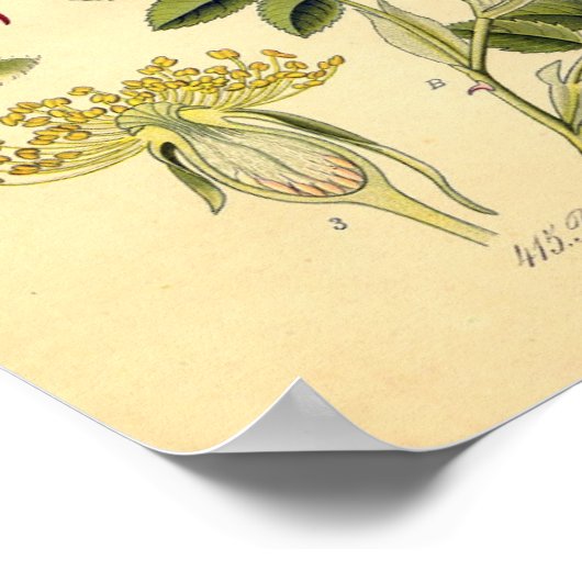 Botanische afdruk - Roos van de hond (Rosa Canina) Poster (Hoek)