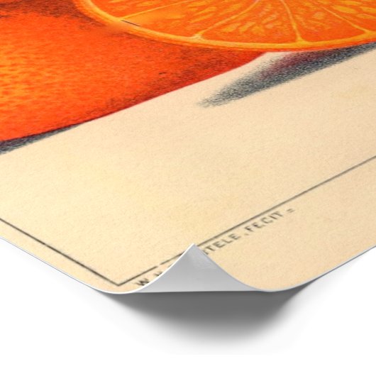 Botanische afdruk - Satsuma Poster (Hoek)