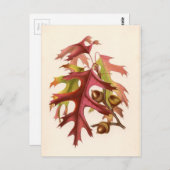 Botanische afdruk - Scarlet Oak (quercus coccinea) Briefkaart (Voorkant / Achterkant)