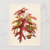 Botanische afdruk - Scarlet Oak (quercus coccinea) Briefkaart (Voorkant)