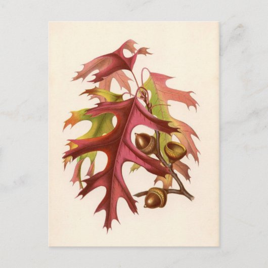 Botanische afdruk - Scarlet Oak (quercus coccinea) Briefkaart (Voorkant)