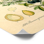 Botanische afdruk - Sleuf (Prunus spinosa) Poster (Hoek)