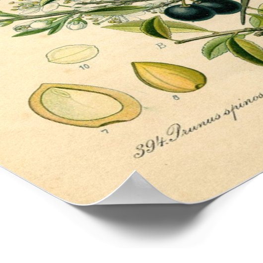 Botanische afdruk - Sleuf (Prunus spinosa) Poster (Hoek)