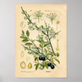 Botanische afdruk - Sleuf (Prunus spinosa) Poster (Voorkant)