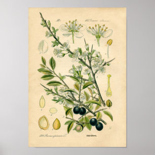 Botanische afdruk - Sleuf (Prunus spinosa) Poster