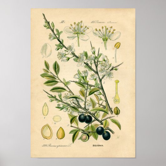 Botanische afdruk - Sleuf (Prunus spinosa) Poster (Voorkant)