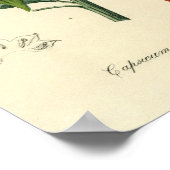 Botanische afdruk - Spaanse peper - jaarlijks Caps Poster (Hoek)