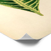 Botanische afdruk - Tropisch lef Poster (Hoek)