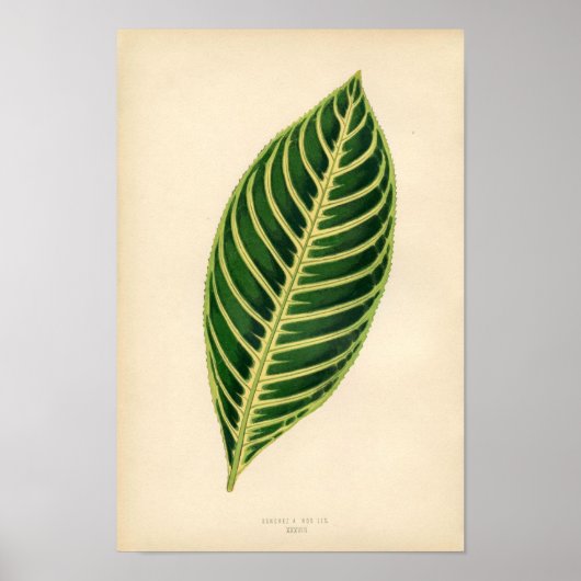 Botanische afdruk - Tropisch lef Poster (Voorkant)