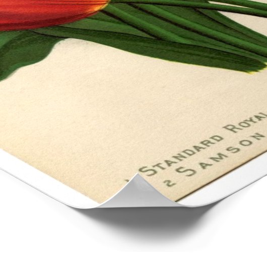  botanische afdruk - Tulpen Poster (Hoek)