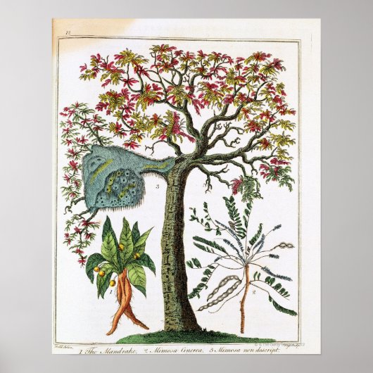 Botanische afdruk uit de 18e eeuw poster (Voorkant)