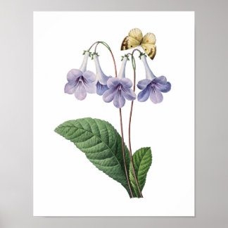 Botanische afdruk van BLUE BELLS origineel door Re Poster