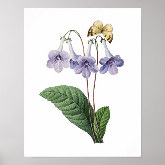 Botanische afdruk van BLUE BELLS origineel door Re Poster (Voorkant)