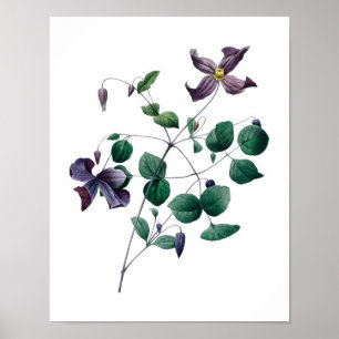 Botanische afdruk van CLEMATIS origineel door Redo Poster