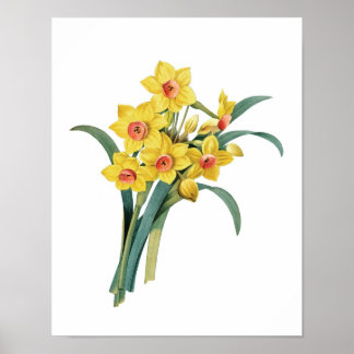 Botanische afdruk van DAFFODILS origineel door Red Poster