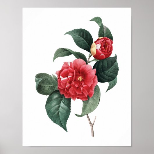 Botanische afdruk van de originele CAMELIA-tekst v Poster (Voorkant)
