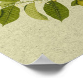 Botanische afdruk van de voedingsboom poster (Hoek)