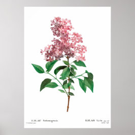botanische afdruk van een Chinees lila Poster