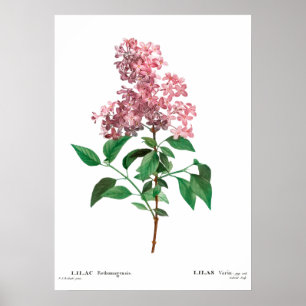  botanische afdruk van een Chinees lila Poster