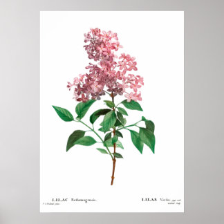 botanische afdruk van een Chinees lila Poster